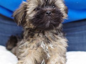 Lhasa Apso Welpen aus langjähriger VDH-Hobbyzucht