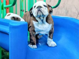 Englische Bulldogge mit FCI papiere