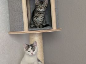 Katzen Babys