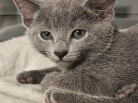 Russischblau reinrassige Kitten