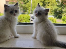 Ragdoll Katzen ohne Stammbaum