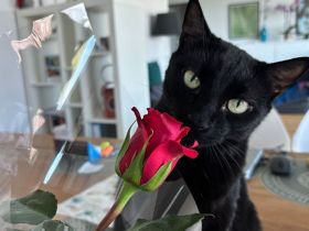 Schwarze Schönheit Moliac