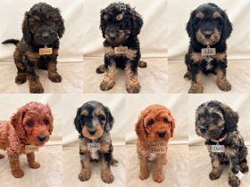 Cockapoo Welpen