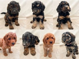Cockapoo Welpen