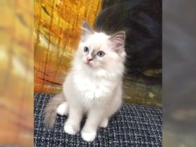 Wunderschöne Ragdoll-Katze