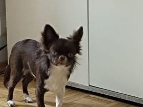 Chihuahua Rüde