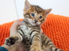 Exklusive Toyger Kätzchen Kitten abzugeben mit Stammbaum