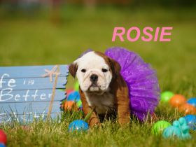 Gesunde, Reinrassige & Super Süße Englische Bulldogge Welpen