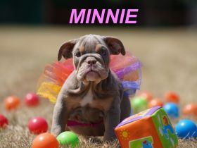 Gesunde, Reinrassige & Super Süße Englische Bulldogge Welpen