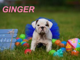 Gesunde, Reinrassige & Super Süße Englische Bulldogge Welpen