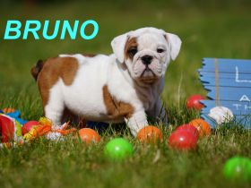 Gesunde, Reinrassige & Super Süße Englische Bulldogge Welpen