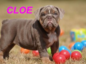 Gesunde, Reinrassige & Super Süße Englische Bulldogge Welpen