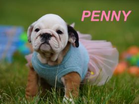 Gesunde, Reinrassige & Super Süße Englische Bulldogge Welpen