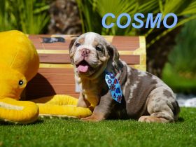 Gesunde, Reinrassige & Super Süße Englische Bulldogge Welpen