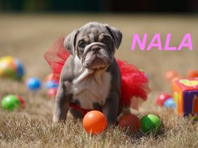 Gesunde, Reinrassige & Super Süße Englische Bulldogge Welpen