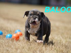 Gesunde, Reinrassige & Super Süße Englische Bulldogge Welpen