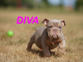 Gesunde, Reinrassige & Super Süße Englische Bulldogge Welpen