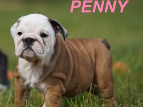 Gesunde, Reinrassige & Super Süße Englische Bulldogge Welpen