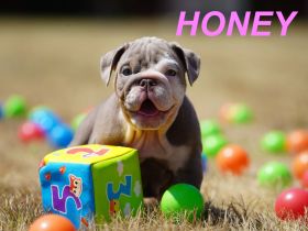Gesunde, Reinrassige & Super Süße Englische Bulldogge Welpen