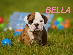 Gesunde, Reinrassige & Super Süße Englische Bulldogge Welpen