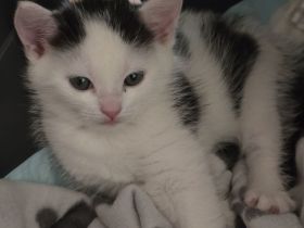 Katze Kitten Weiß Schwarz