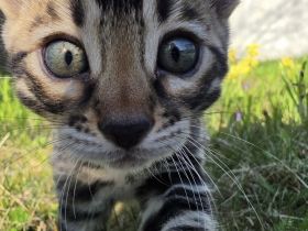 Wunderschöne Bengal Kitten mit tollen Rosetten
