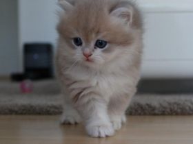 BKH/BLH Kitten