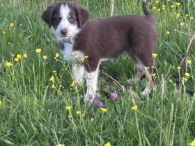 Mini Australian Shepherd welpen