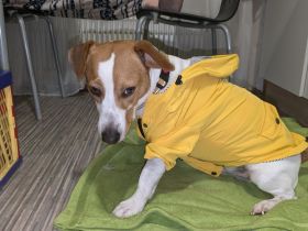 Deckrüde Jack Russell Terrier mit Ahnentafel (Kein Verkauf!)