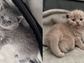 Bkh Kitten