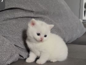 Britisch kurzhaar kitten