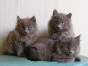 Katzenbabys Nebelung x Russisch Blau Kitten