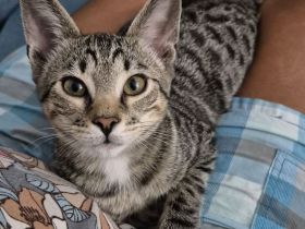Wunderschöner verschmuster Bengal-Siam Mix