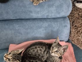 Wunderschöne Bengal-Siam Mix