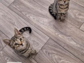 Wunderschöne Bengal-Siam Mix