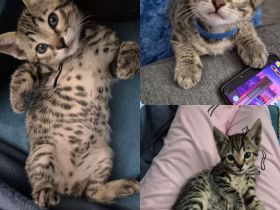 Wunderschöne Bengal-Siam Mix