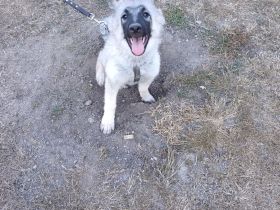 Wolfsspitz Welpe 15 Wochen alt darf sofort ausziehen
