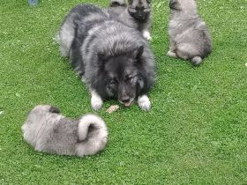 Wolfsspitz Welpen zu verkaufen  Rüde verkauft