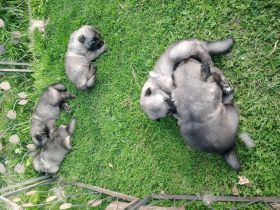 Wolfsspitz Welpen