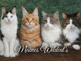 Maines Wildcat
