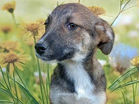 Peanut, lieb und verspielt