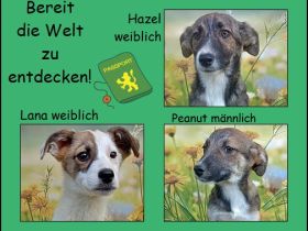 Lana, Hazel und Peanut, lieb und verspielt