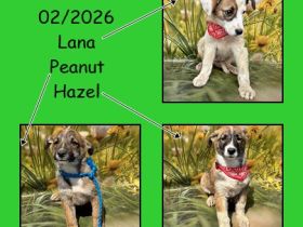Lana, Hazel und Peanut, lieb und verspielt