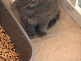 Ragdollkitten