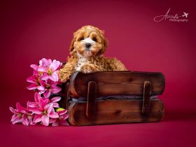 Cavapoo Nelly sucht liebevolle Welpeneltern