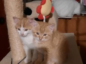 Kitten in liebevolle Hände abzugeben