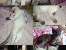 Zuckersüße BKH Kitten Mädels(kinderlieb & top sozialisiert) Einzeln oder zum Geschwisterpreis :)