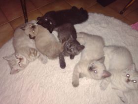 Bärchen suchen ein liebevolles Zuhause BKH-Kitten zum Kuscheln