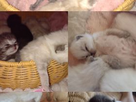 Bärchen suchen ein liebevolles Zuhause BKH-Kitten zum Kuscheln