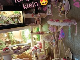 Wunderschöne BKH Mädchen 650 VB Pro Bärchen gerne machen wir euch einen Geschwisterrabatt ;)
